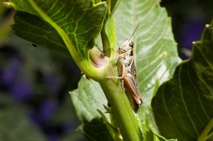 Organic Iinsecticides Manufacturer Supplier Wholesale Exporter Importer Buyer Trader Retailer in Faridabad Haryana India